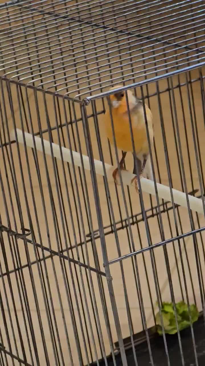 ماده ردفاکتور به همراه دو عددنر|پرنده|مشهد, شریف|دیوار