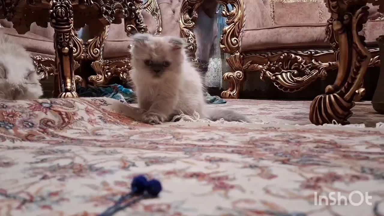 اسکاتیش پرشین بلو پوینت چشم ابی نر|گربه|تبریز, |دیوار