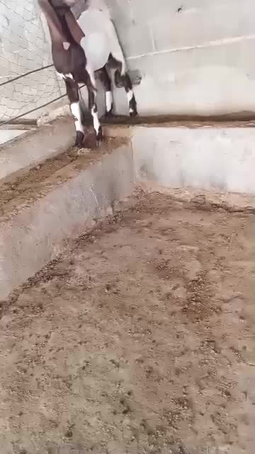 پازن.دوبر مخصوص داشت|حیوانات مزرعه|جم, |دیوار