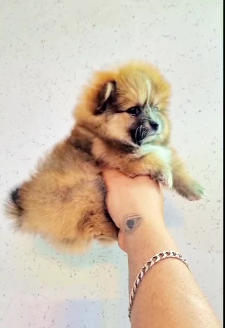 پامر خرسی عروسکی|سگ|اصفهان, پینارت|دیوار