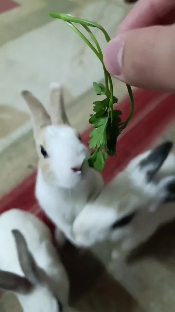 خرگوش مینیاتوری|موش و خرگوش|دزفول, |دیوار