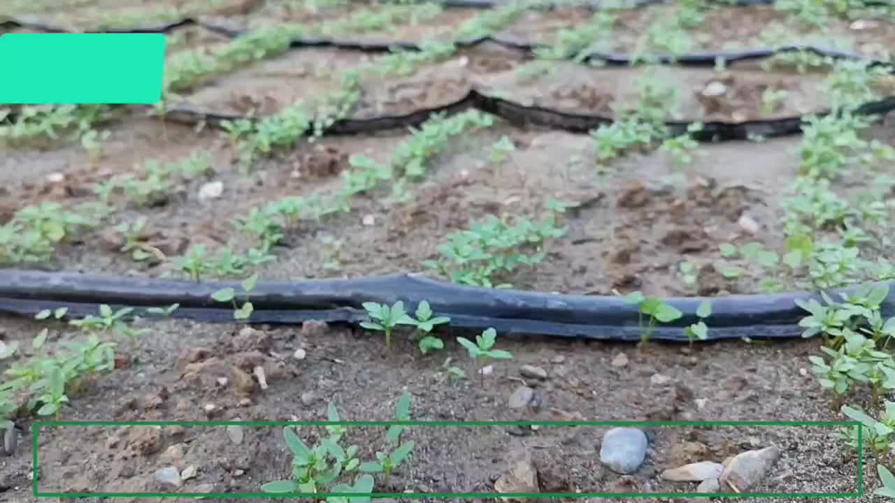 گل فصلی|گل و گیاه طبیعی|بیکاه, |دیوار