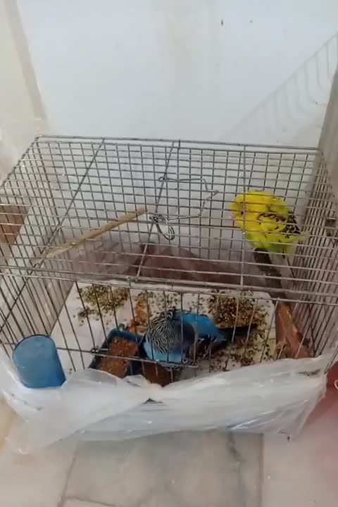 مرغ عشق هلندی|پرنده|خدا آفرین, |دیوار