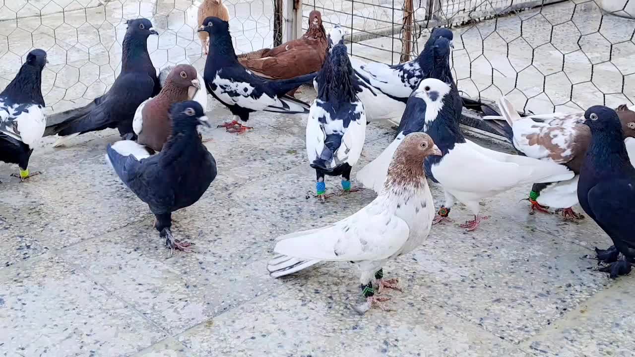 کبوتر بهبونی|پرنده|شیراز, رکنآباد|دیوار