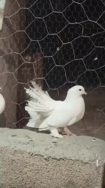 کفتر دم چتری|پرنده|کرمان, |دیوار