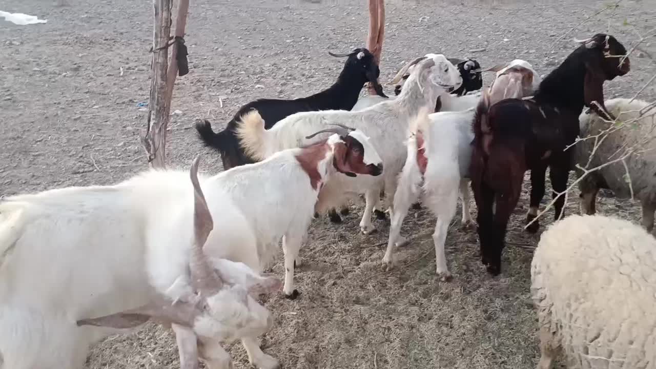 گوسفند بز فروشی|حیوانات مزرعه|بلوک, |دیوار