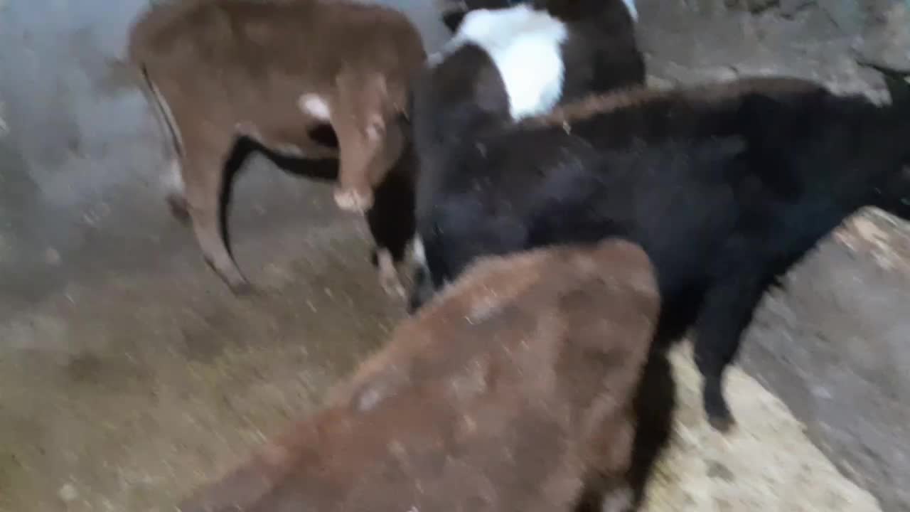 ۹تاگوساله نروماده|حیوانات مزرعه|سارال, |دیوار