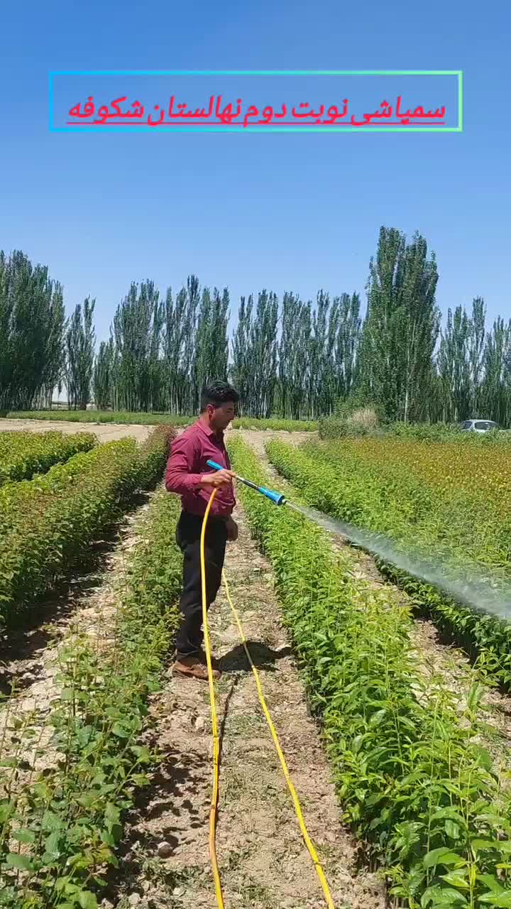 فروش نهال بادام سردسیری مستقیم از نهالستان|گل و گیاه طبیعی|بکتاش, |دیوار