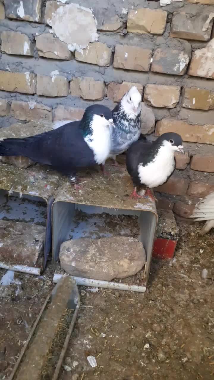 کفتر|پرنده|فریمان, |دیوار