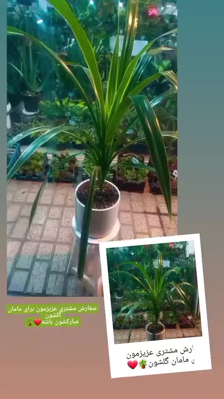 گل و گیاه|گل و گیاه طبیعی|مشهد, موسوی قوچانی|دیوار