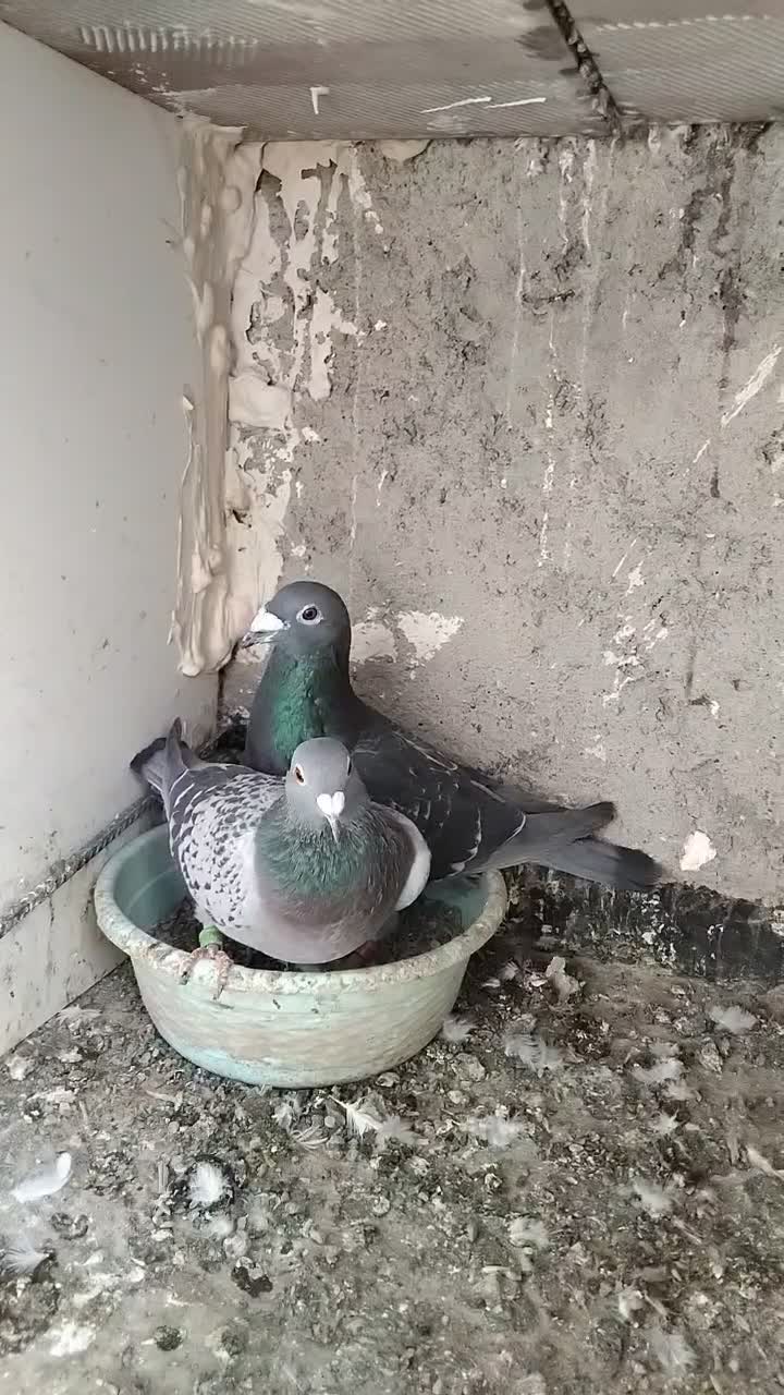 ۱۱ جفت آلمانی وحش اتم|پرنده|بیرجند, |دیوار