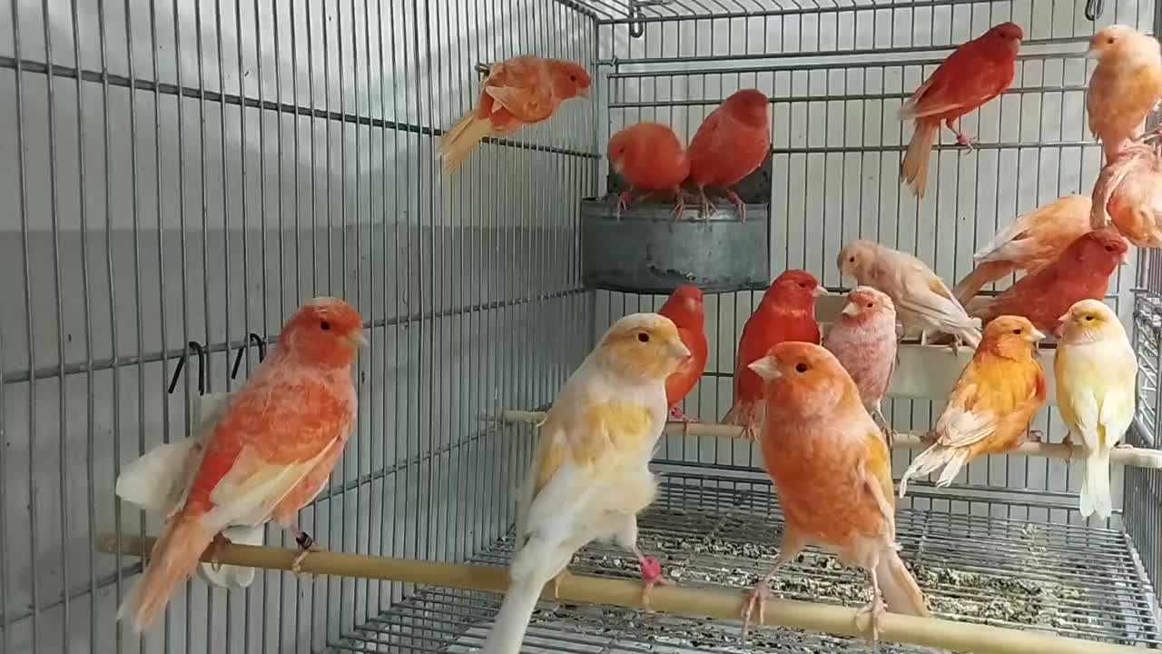 قناری سرخ|پرنده|سبزوار, کاشفی شمالی (دادگستری)|دیوار