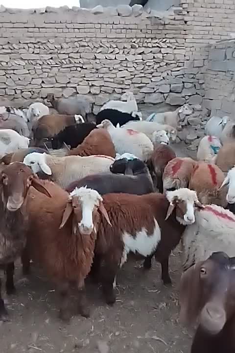 گوسفند و بره زنده همراه قصاب|حیوانات مزرعه|بجنورد, |دیوار