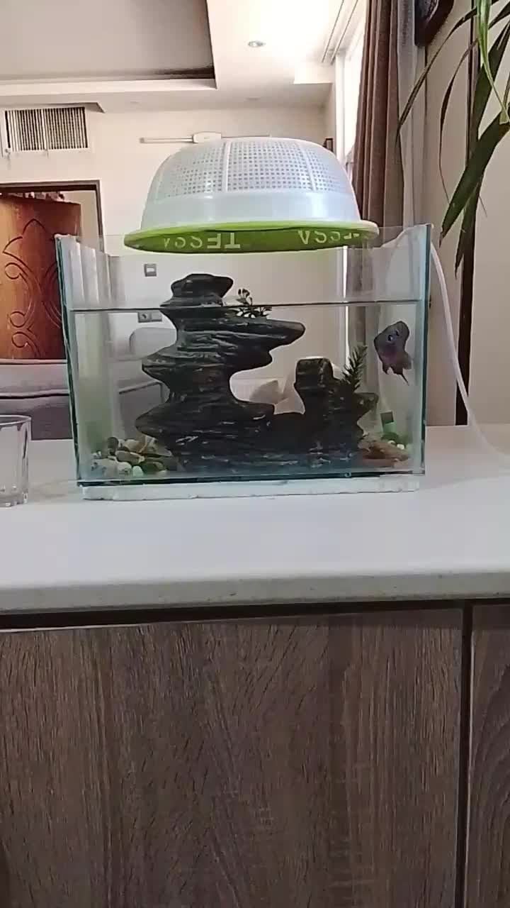 ماهی فلاور|ماهی|اصفهان, شهرک میلاد|دیوار