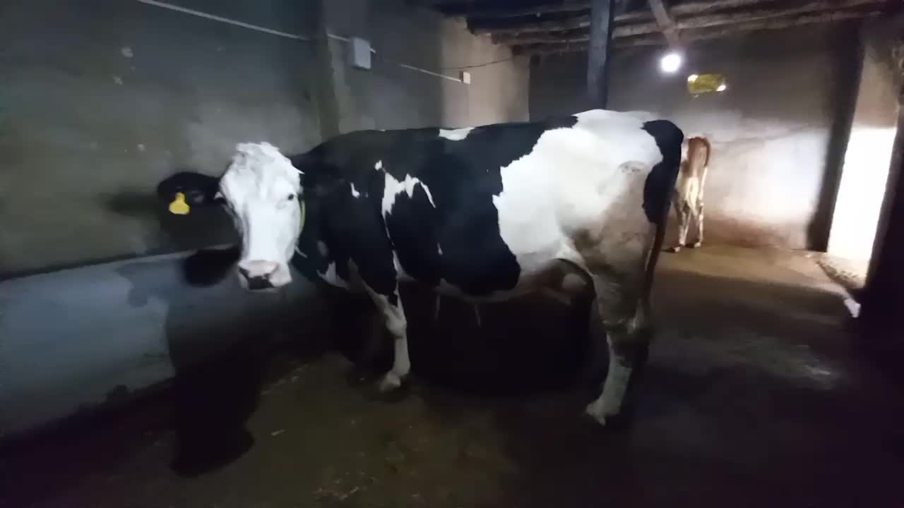 گاو سیمینتال شکم سوم با گوساله سیمینتال ماده|حیوانات مزرعه|مشگین شهر, |دیوار