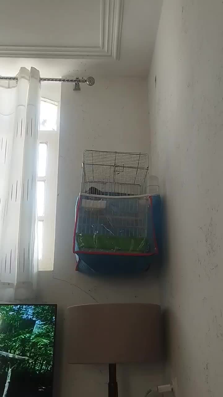 مرغ مینا آواز خوان|پرنده|شیراز, شهرک مهرگان|دیوار