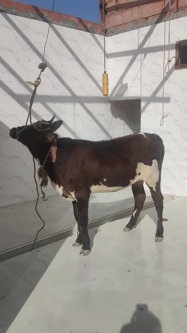 گوشت گوساله|خوردنی و آشامیدنی|بجنورد, |دیوار