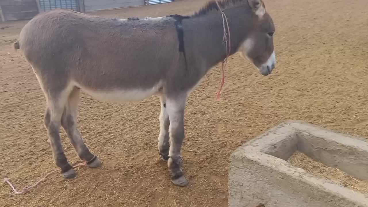 خرجوان چاق|حیوانات مزرعه|گنبد کاووس, |دیوار