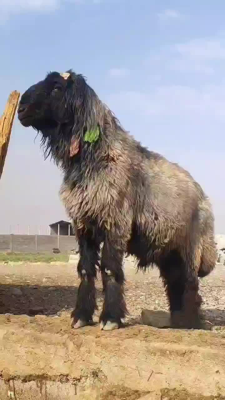 قوچ شاخی سه ران|حیوانات مزرعه|شیراز, گچی|دیوار