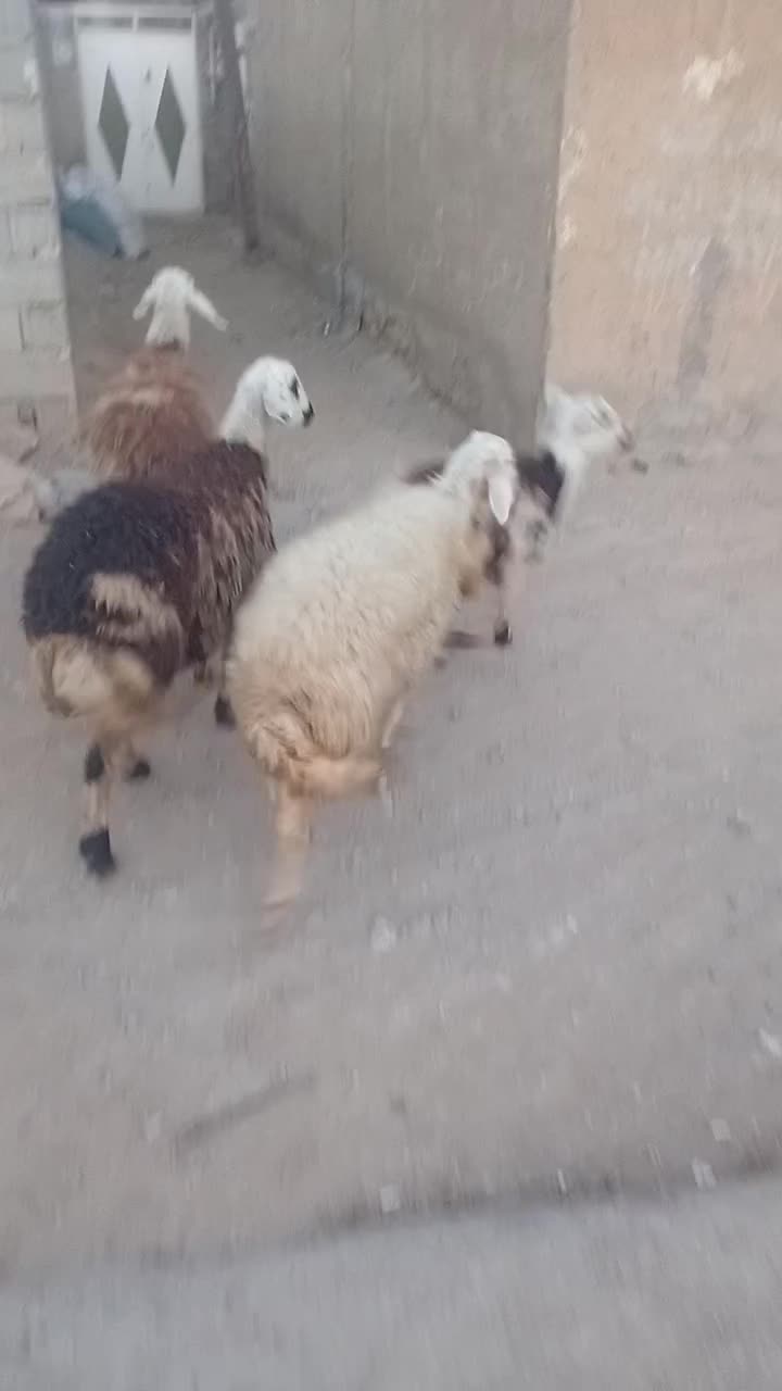 ۴عدد شک عروسک|حیوانات مزرعه|نهاوند, |دیوار