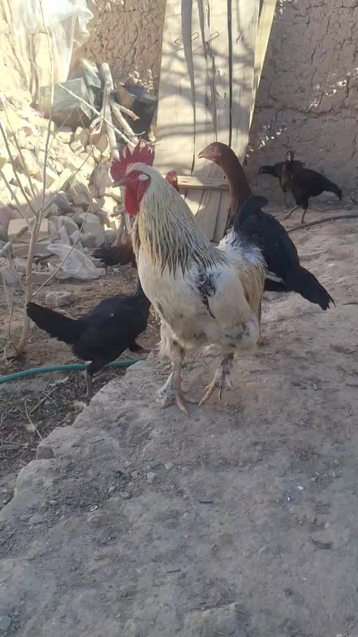 خروس خونگی|حیوانات مزرعه|حمیدیا, |دیوار