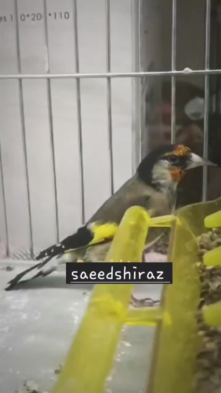 سهره زاغ|پرنده|شیراز, ابیوردی|دیوار