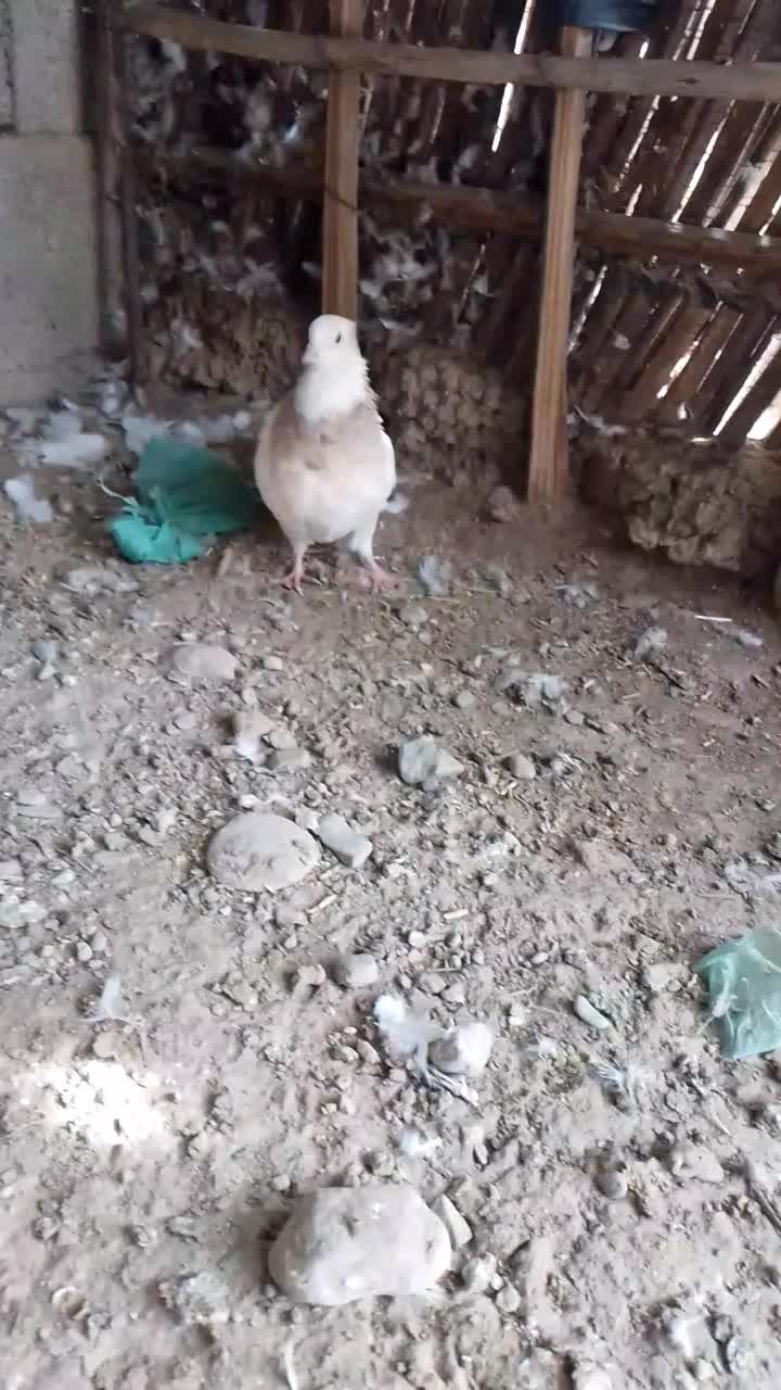 طوقی ماده|پرنده|جیرفت, |دیوار