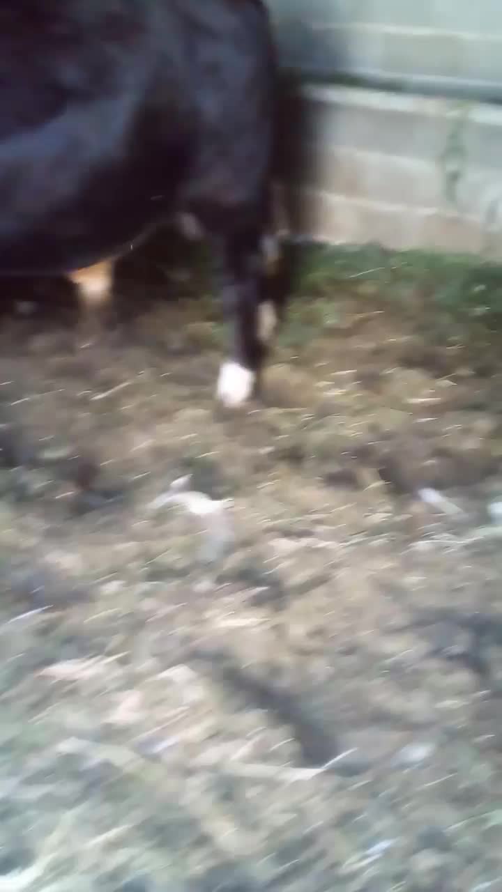 گوساله سمینتال نر|حیوانات مزرعه|عجب شیر, |دیوار