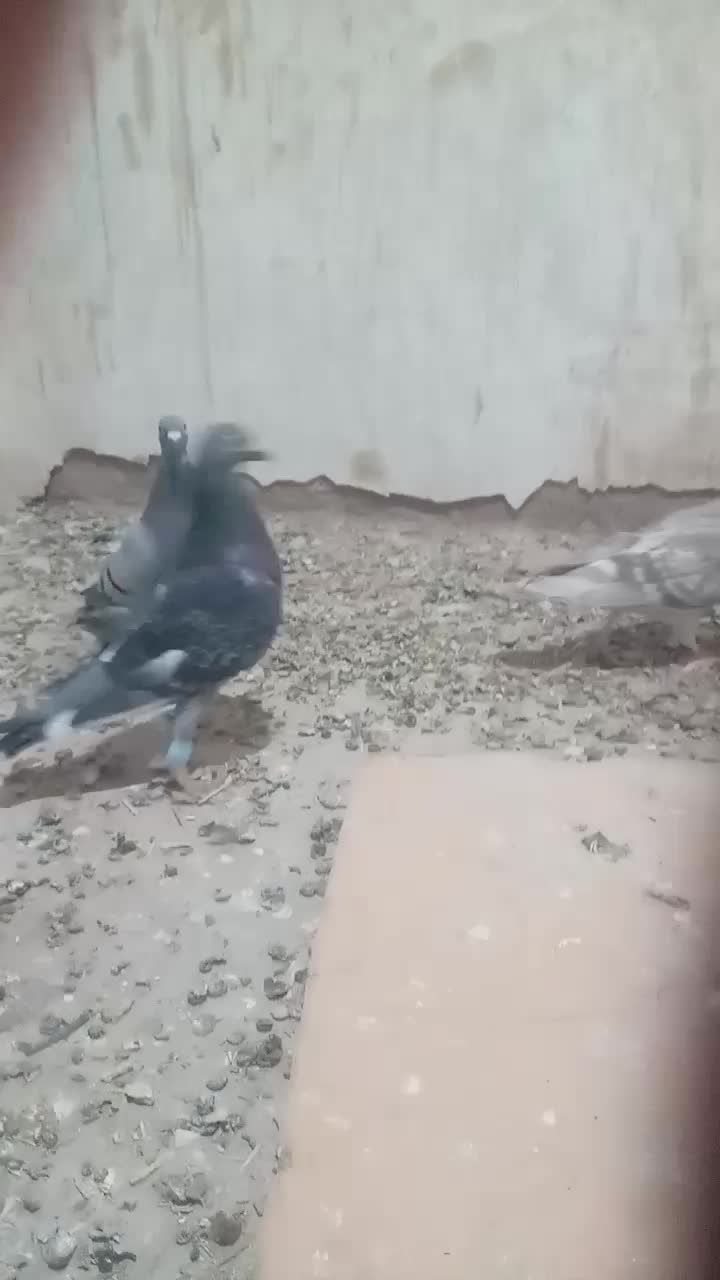 کفتر درجه یک|پرنده|رشتخوار, |دیوار