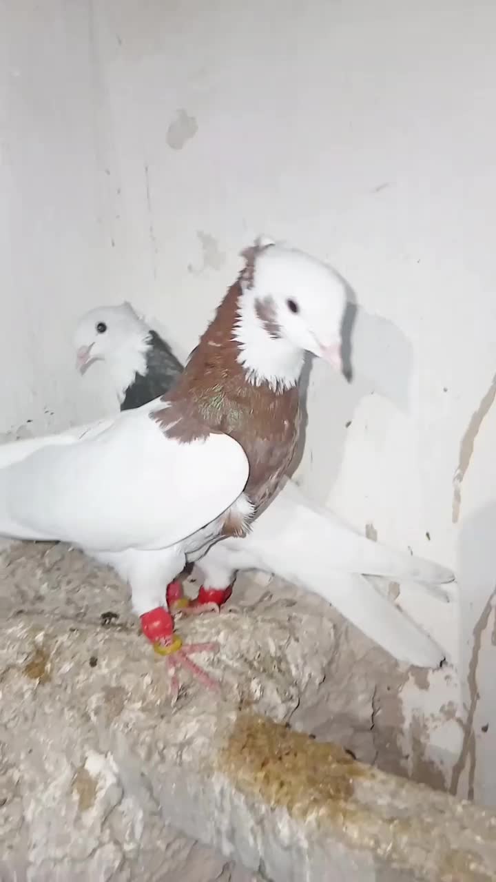 طوقی نر و ماده|پرنده|دشتابی, |دیوار