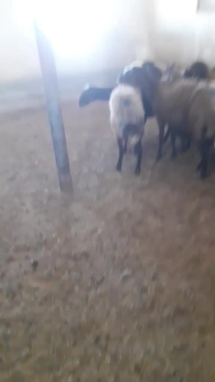 فروش بره نر و ماده|حیوانات مزرعه|اصفهان, تیران|دیوار