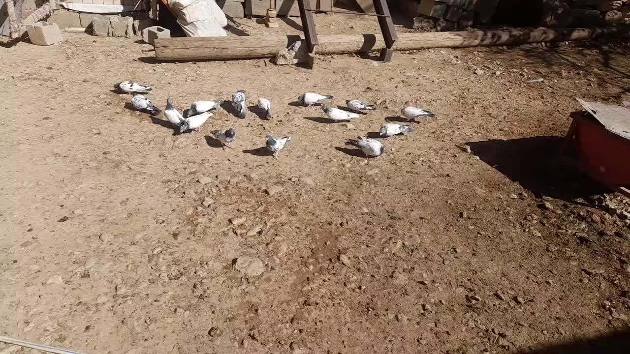 کبوتر|پرنده|نورآباد, |دیوار