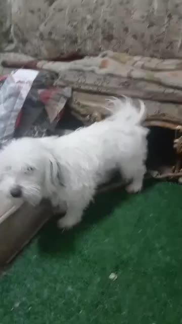 فروش سگ شیتزو و توله سگ شیتزو|سگ|اهواز, کوی باهنر|دیوار