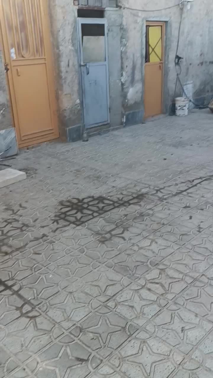 کبوتر چپ|پرنده|درمیان, |دیوار