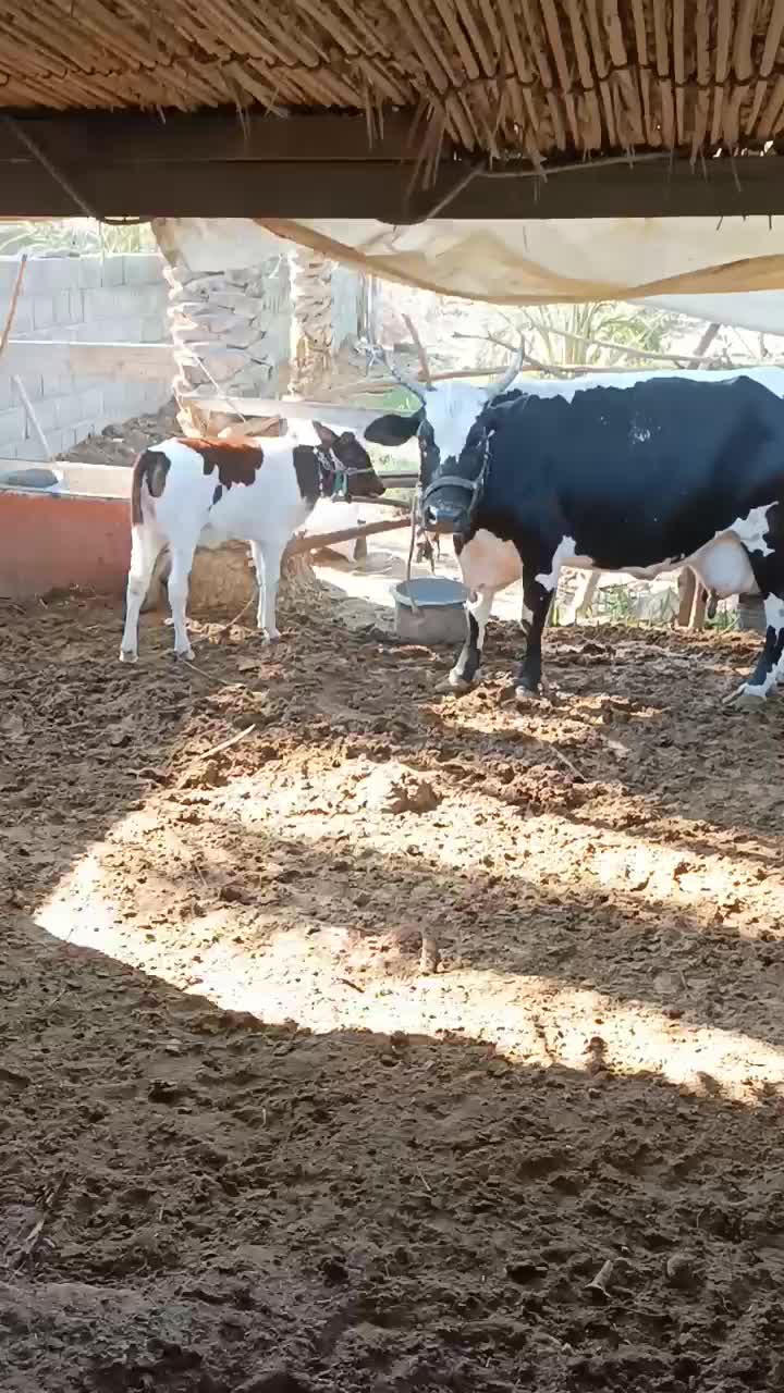 گاو شیری با گوساله ماده|حیوانات مزرعه|بند زرک, |دیوار