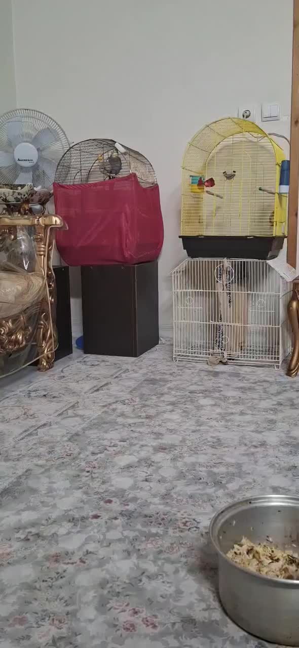 عروس هلندی نر رام و دستی و سخنگو و سالم|پرنده|ری, هاشم‌آباد|دیوار