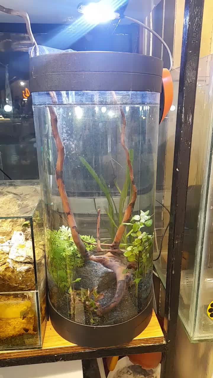 اکواریوم استوانه پلنت با لوازم|ماهی|مشهد, کوه سنگی|دیوار