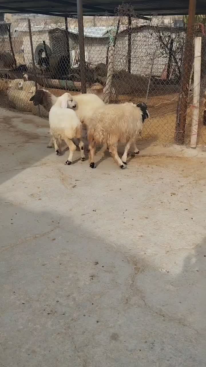 دوتا بره ماده داشتی گوسفند میش|حیوانات مزرعه|ایوان, |دیوار