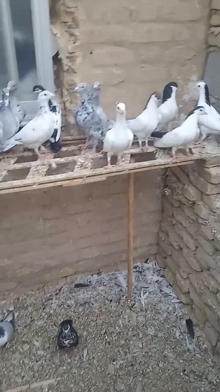 سلام 20عدد کفتر  رو هم 4500 کسی خواست تماس بگیرید|پرنده|طبس, |دیوار