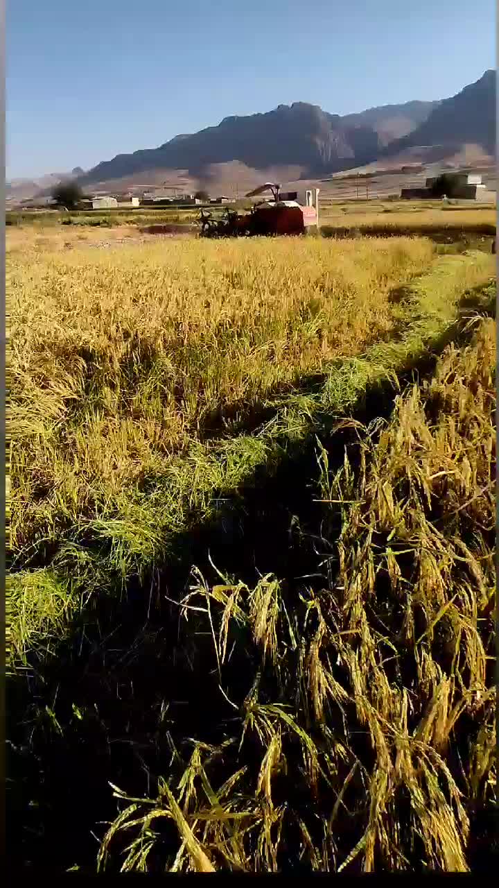 برنج سالم محلی علی کاظمی بوجاری شده آب چاه|عمدهفروشی|بروجرد, |دیوار