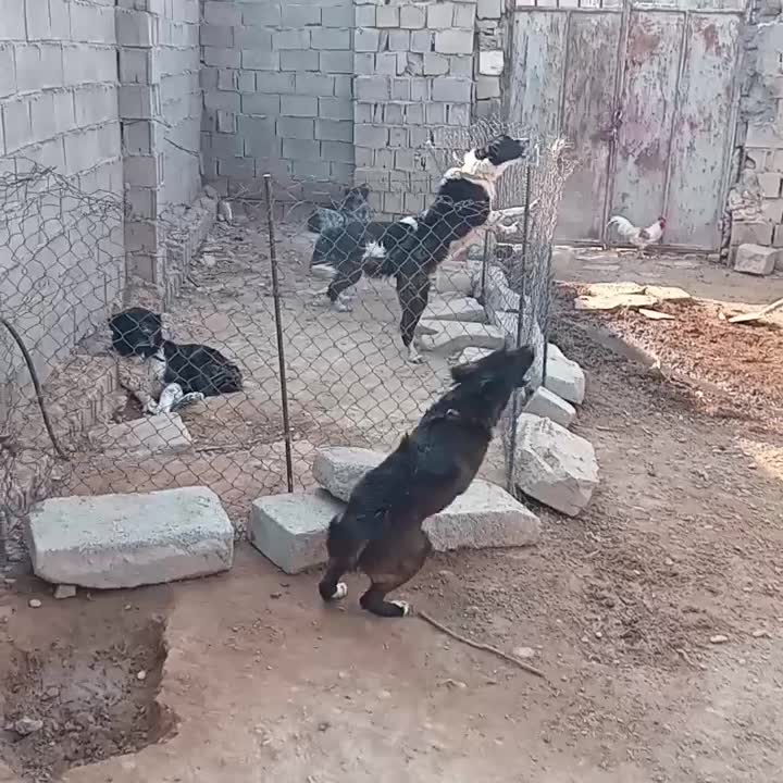 سگ قدریجونی نر|سگ|شوشتر, |دیوار