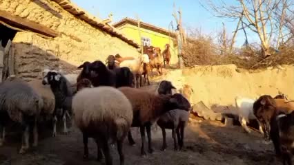 گوسفند زنده درحال استفاده مشتریان پرطرفدارمجموعه|حیوانات مزرعه|مشهد, عبادی|دیوار