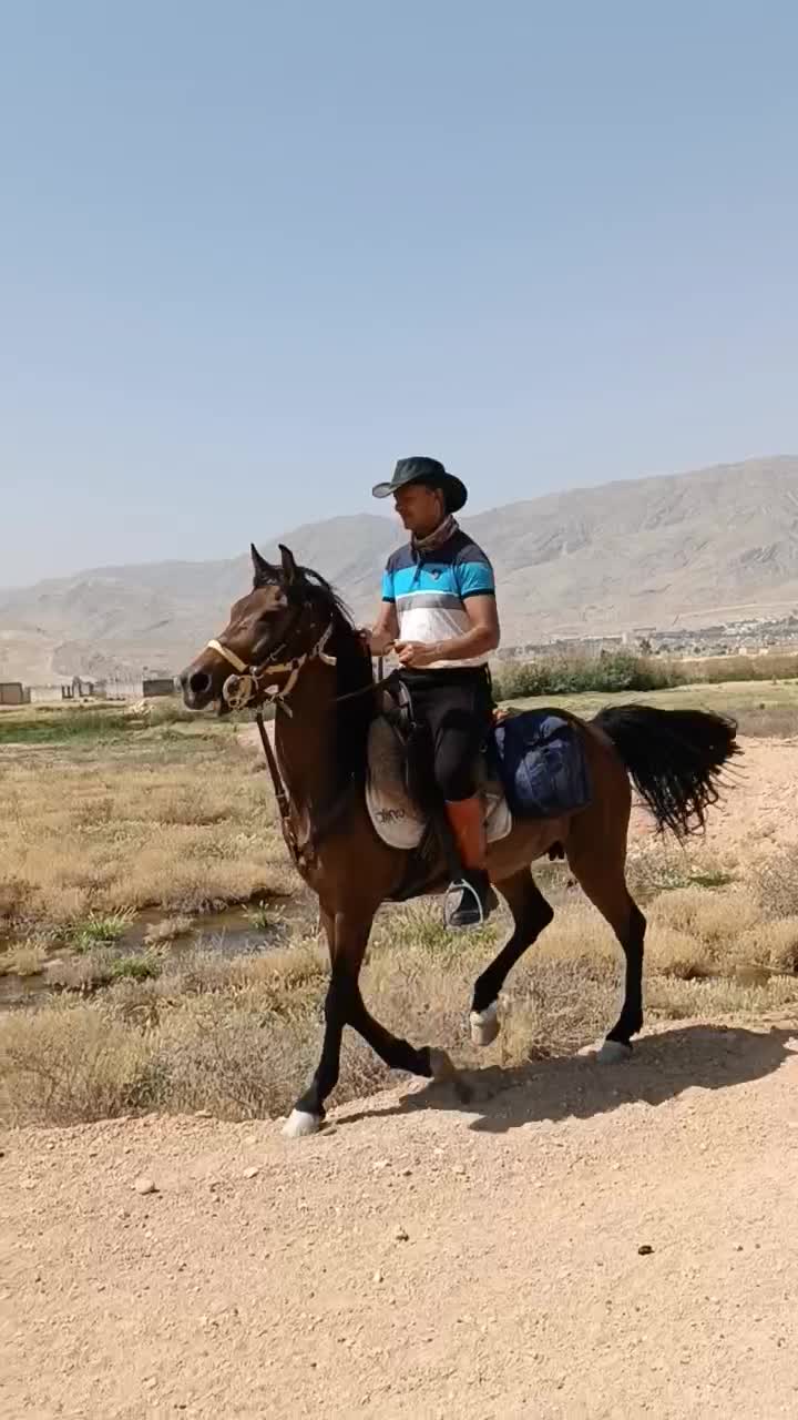 اسب  مادیان  فروش|اسب و تجهیزات اسب‌سواری|شیراز, کیان آباد|دیوار