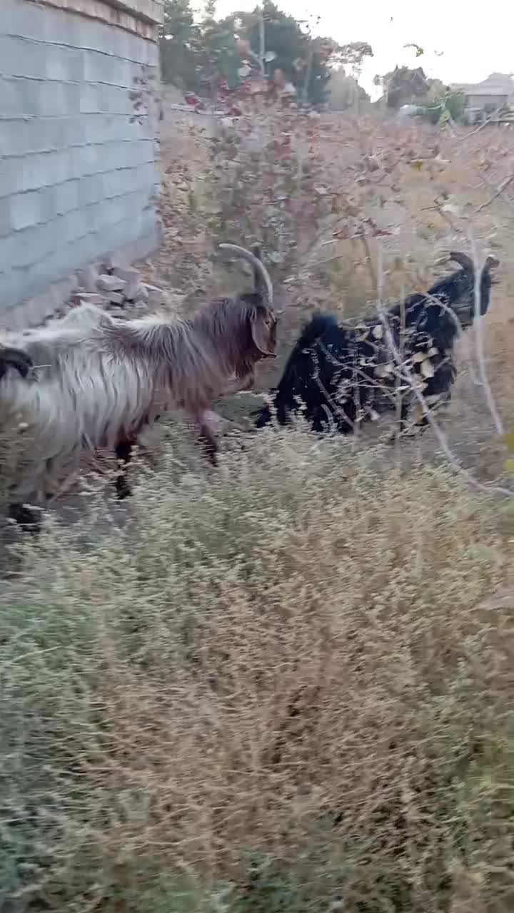 دوتا پازن|حیوانات مزرعه|شیراز, کرونی(خاتونک)|دیوار