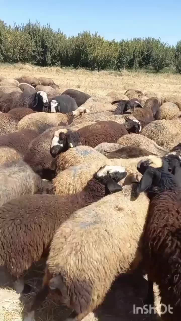 گوسفندشال 20رس|حیوانات مزرعه|شال, |دیوار