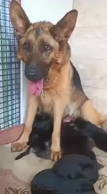 ورک لاین نگهبان|سگ|ماهدشت, |دیوار