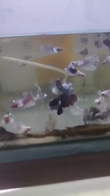 فروش ویژه ماهی فایتر|ماهی|تهران, امیریه|دیوار