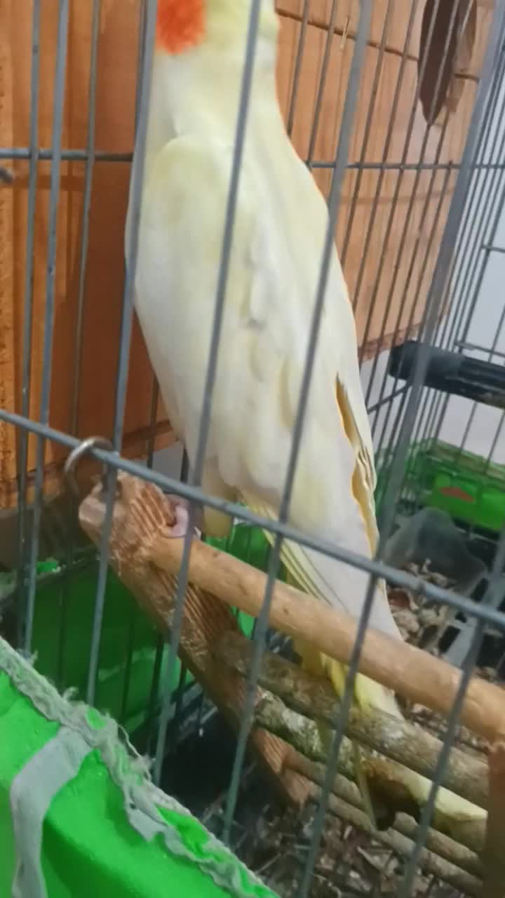 عروس هلندی لوتینو تخم گذار|پرنده|قائم‌شهر, |دیوار