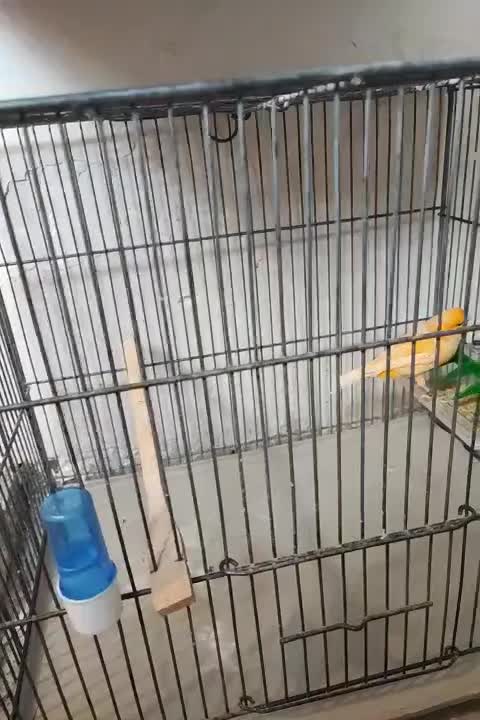 قناری نر رد فکتور|پرنده|شهریار, اسدآباد|دیوار