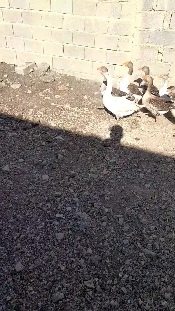 قیمت دونیی۷۵۰|حیوانات مزرعه|شیراز, شهرک گلستان|دیوار